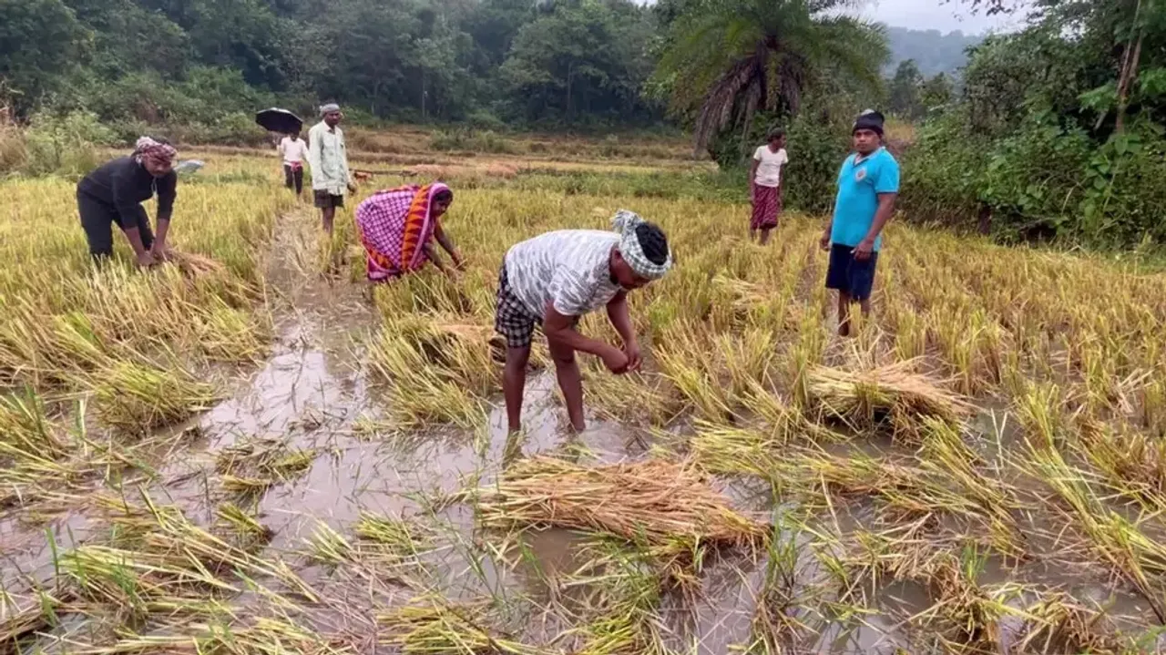 Inundated Farmland In Mohana