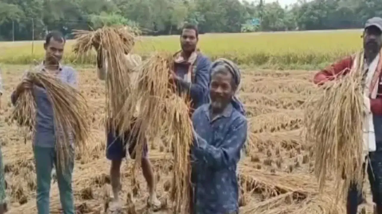 Unseasonal rain damages paddy crop in Odisha 