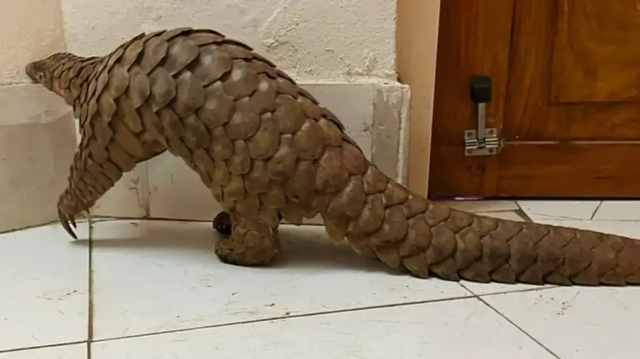 Pangolin Rescued In Rayagada