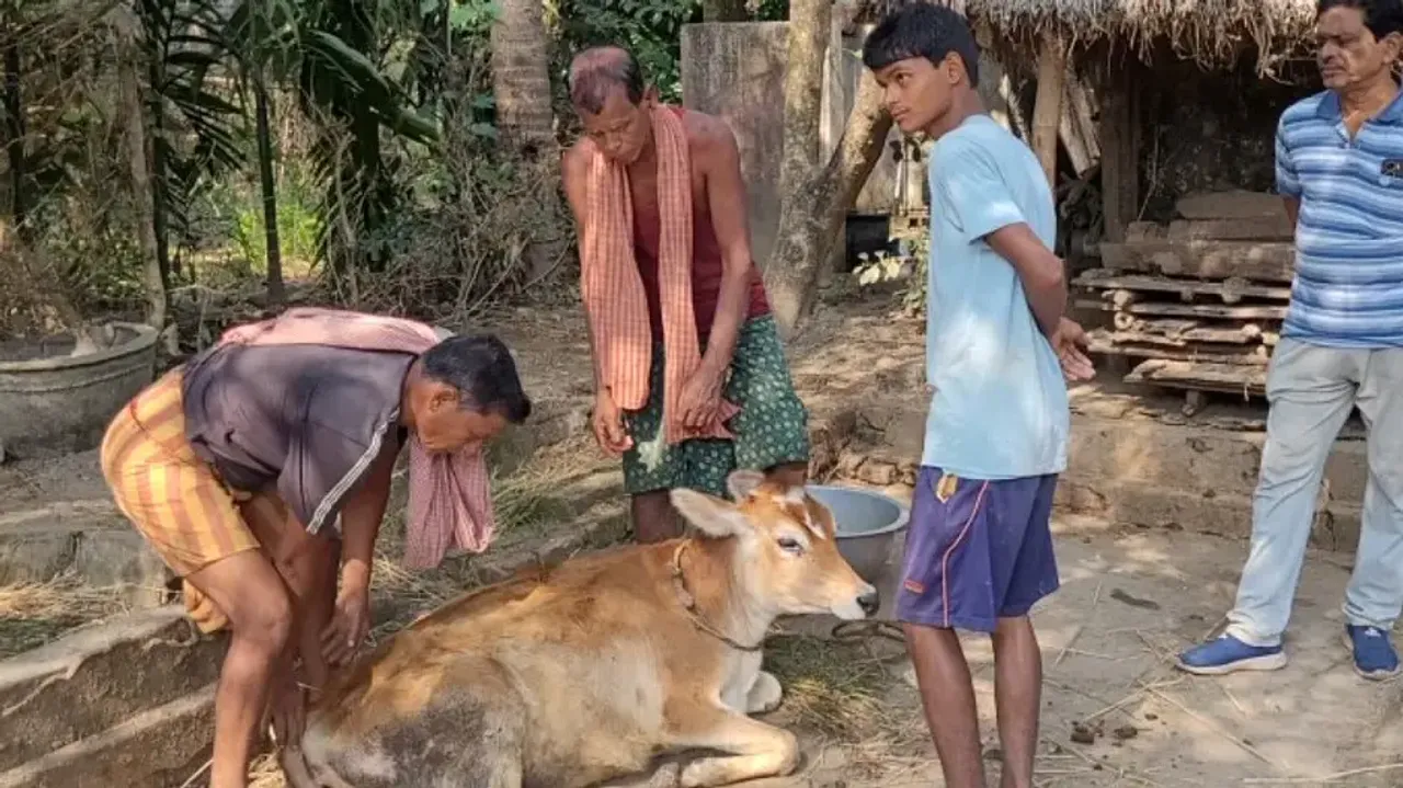 Calf Infected With Lumpy Skin Disease