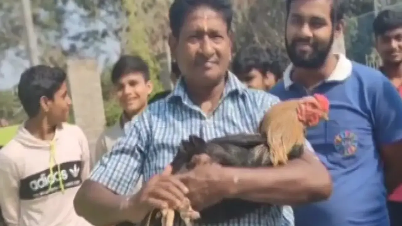 Fighter Cock 'Tiger' With Its Owner