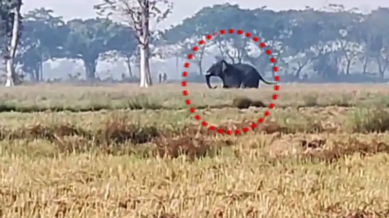 Man-elephant conflict: Two youths killed in elephant attacks in Odisha’s Bargarh 