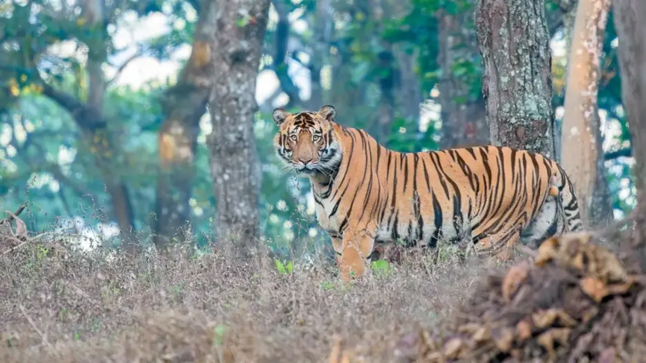 Tiger Fight Caught On Camera In Similipal