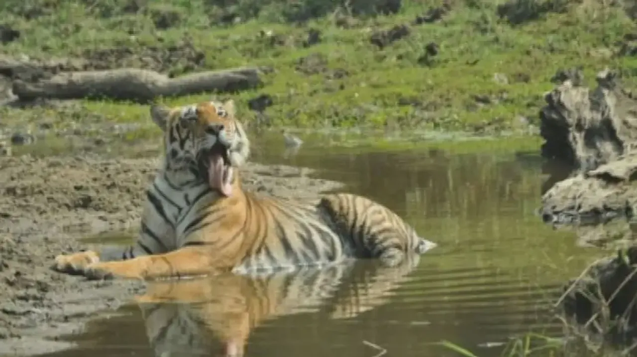'35 tigers present in Similipal sanctuary'