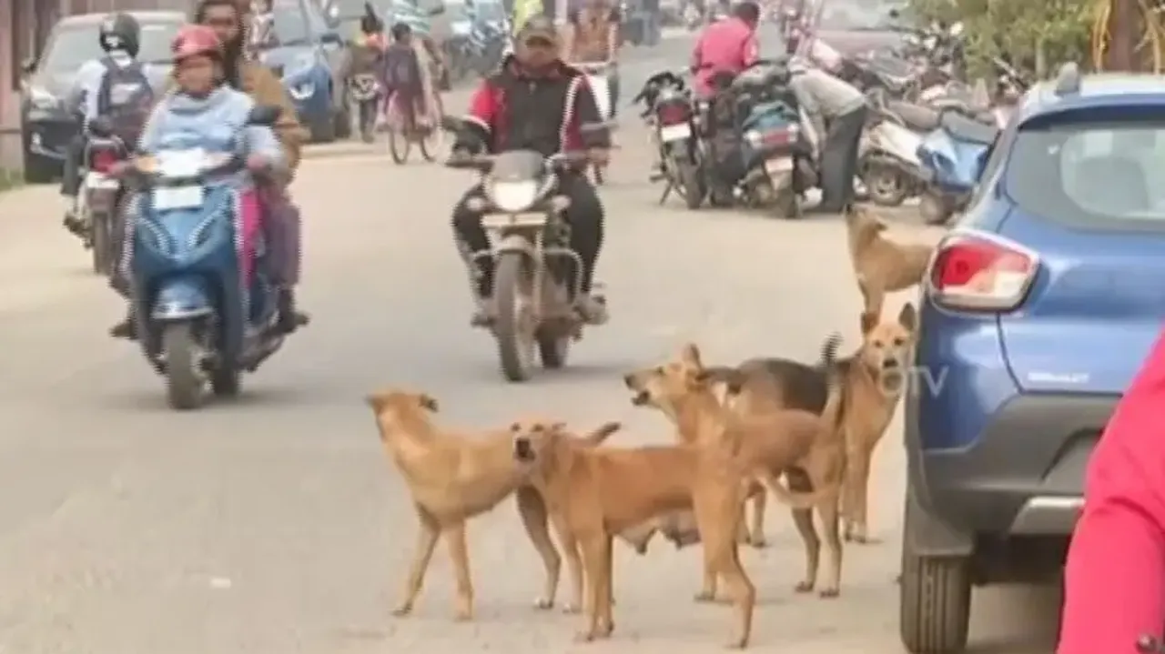 As dog bites rise, Bhubaneswar civic body waits for HC order on sterilization drive