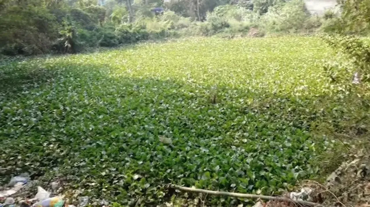 Pond Awaiting Renovation