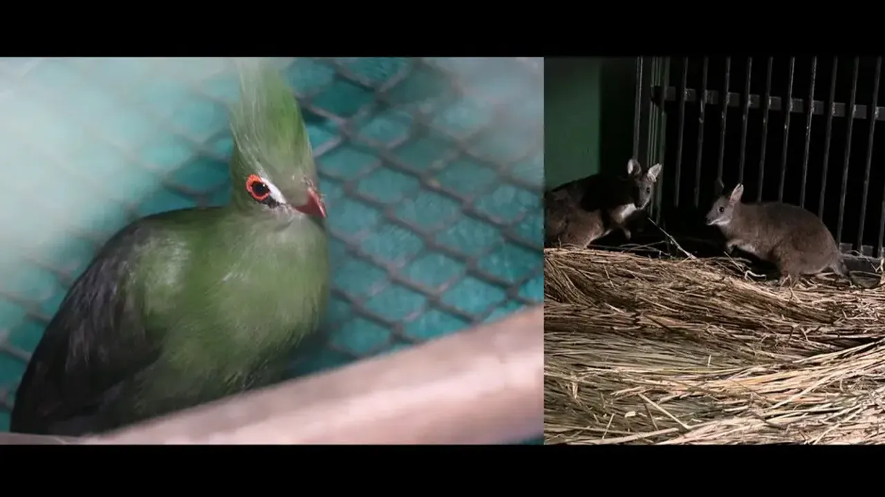 Odisha’s Nandankanan Zoo welcomes 4 new guests from Hyderabad