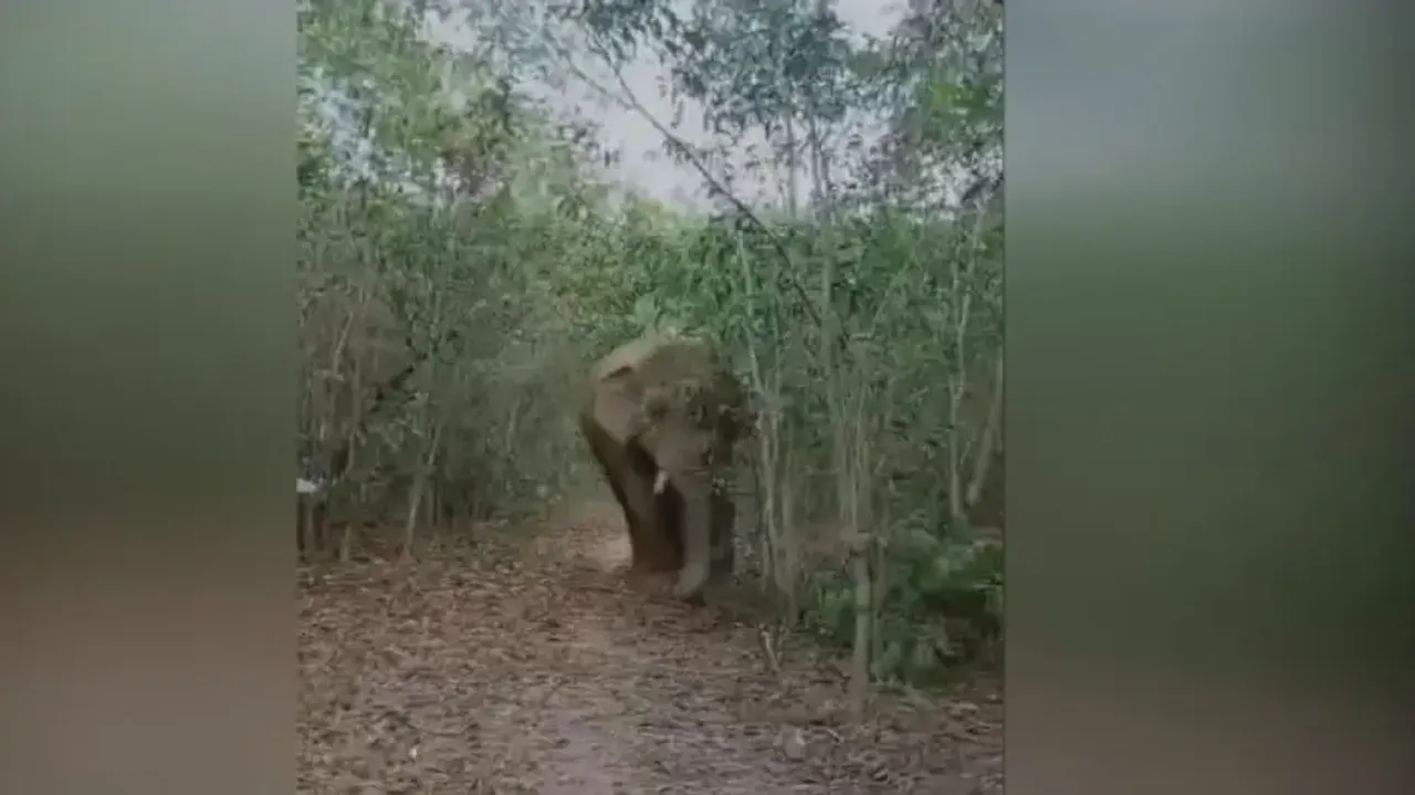 Elephant ‘wounded by bullet’ spotted in Odisha’s Ranpur