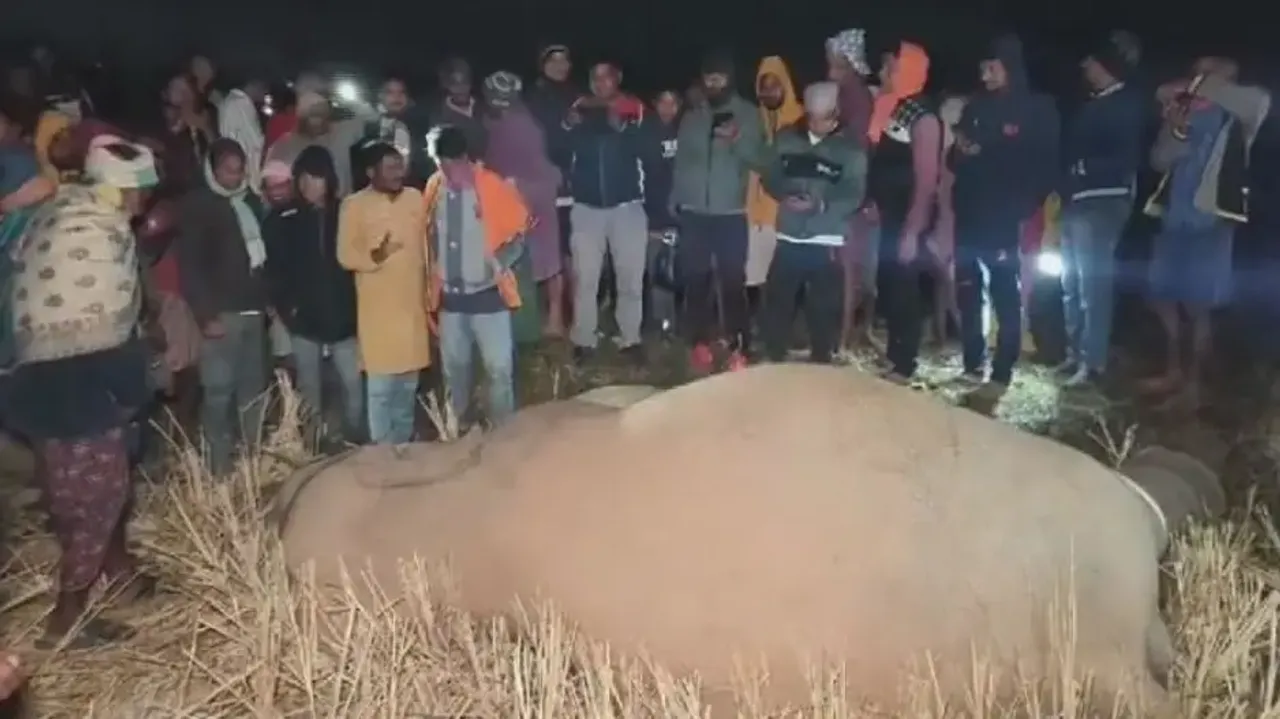 Elephant, Feath, Truck, Telkoi, Keonjhar