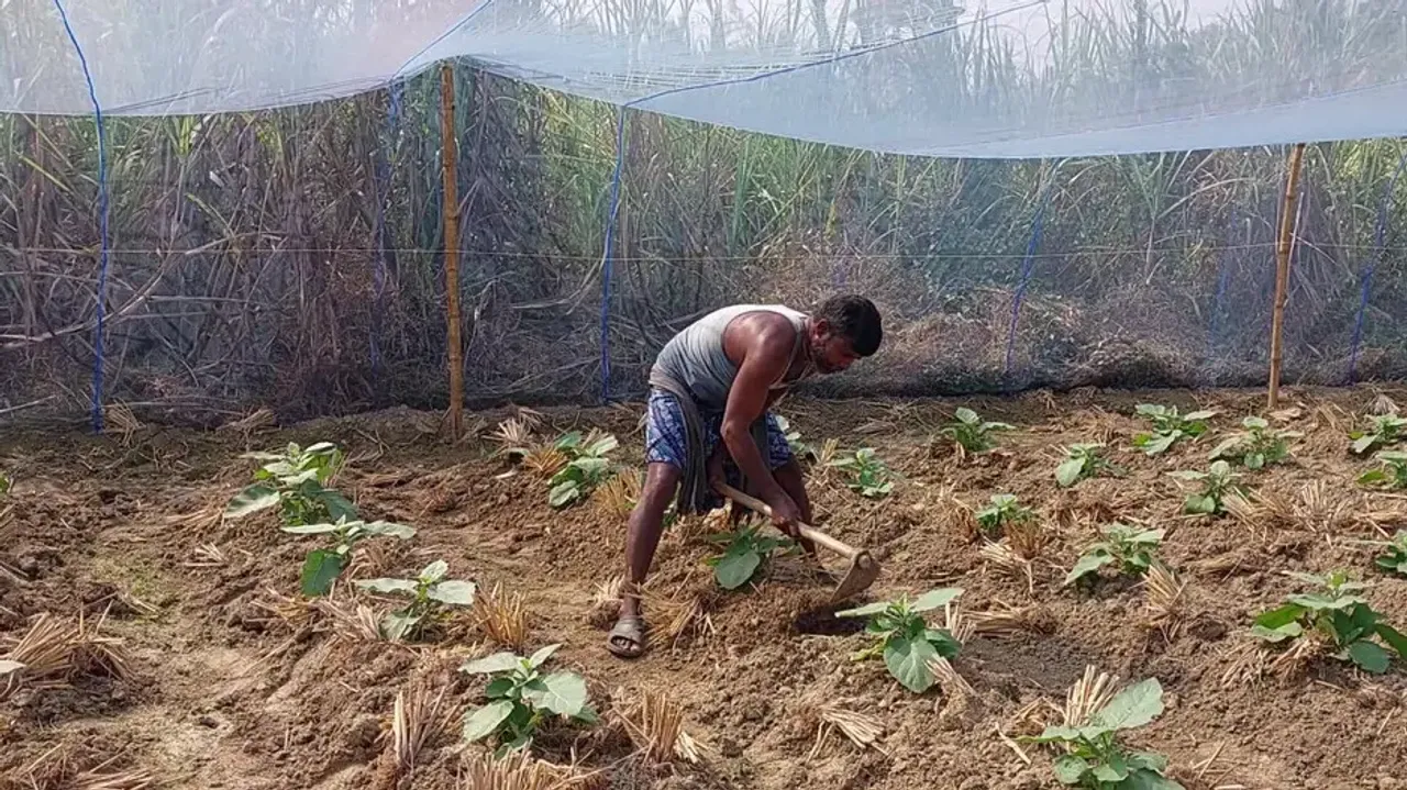 Odisha farmer uses mosquito net to save crops from pest attack