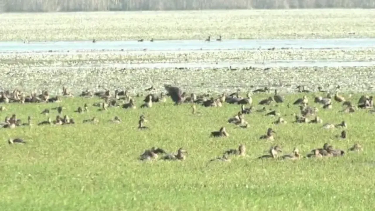 Migratory Birds In Chilika