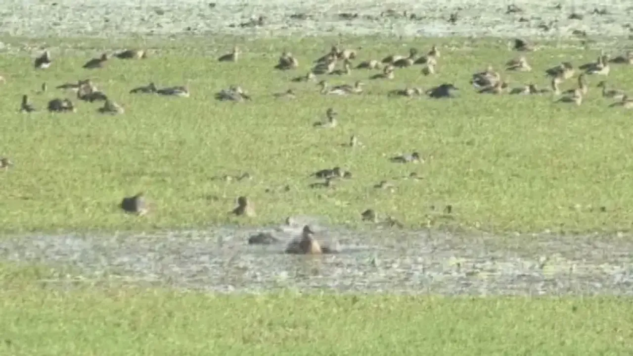 Over 11L birds flock Chilika in Odisha; Pallas Fish Eagle sighted after 10 years 