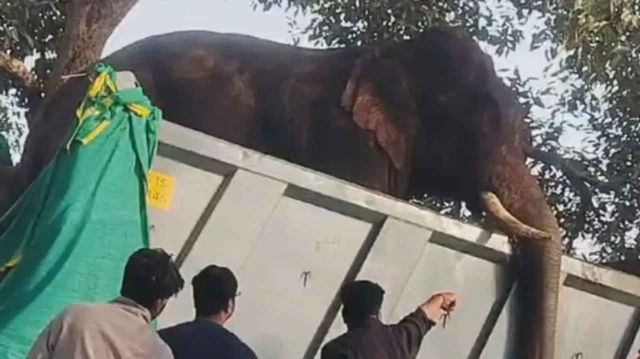 Suspected ‘overdose’ of tranquilizer kills tusker at Odisha’s Kapilash elephant rescue centre