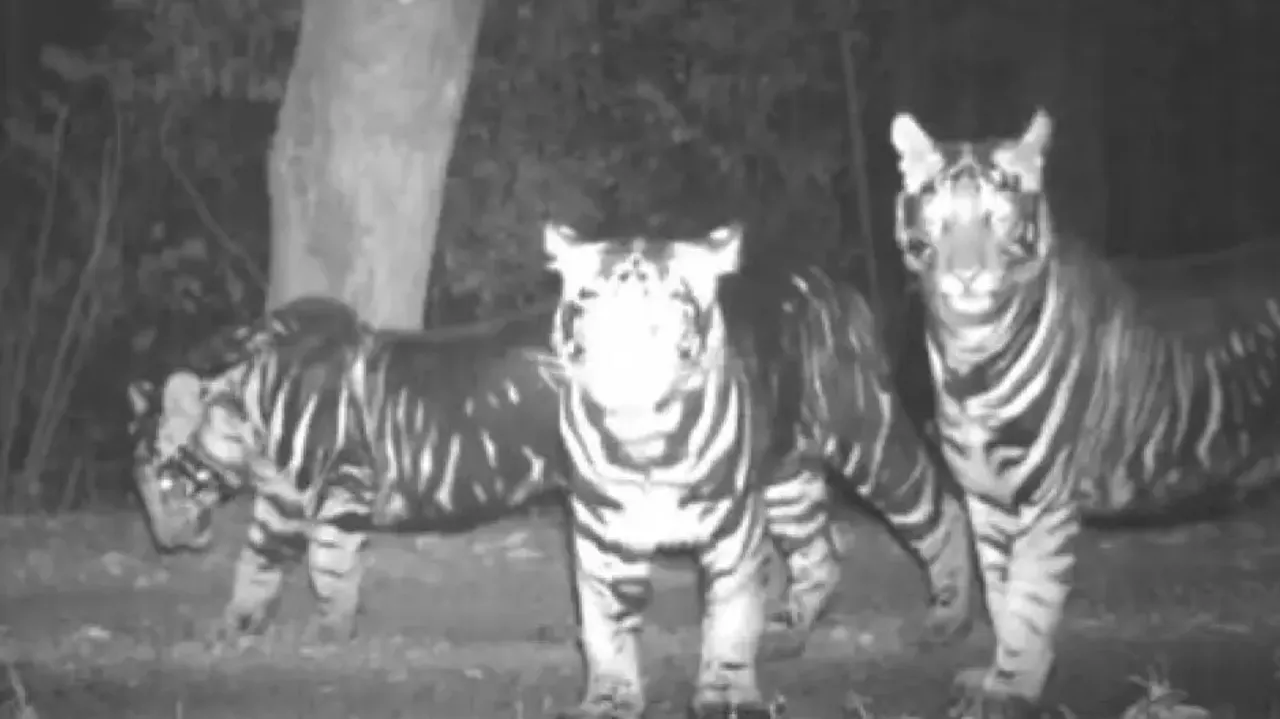 4 rare melanistic tigers caught on camera in Odisha forest, delight internet