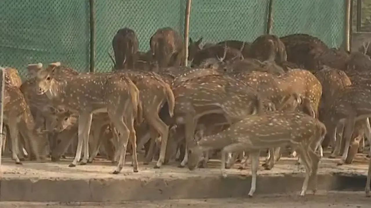 Two deer died of shock during relocation to Chandaka from Cuttack Deer Park: DFO 