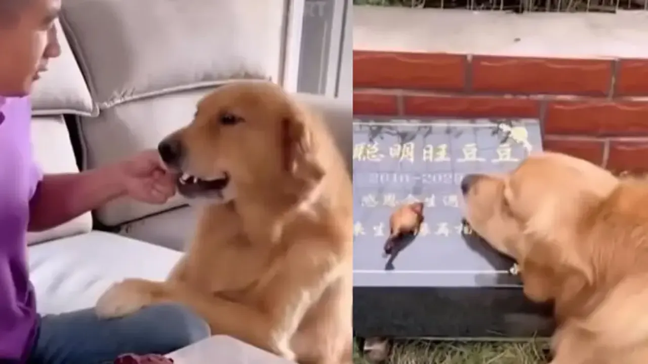 If loyalty had a face...Dog runs to share food with deceased friend, watch