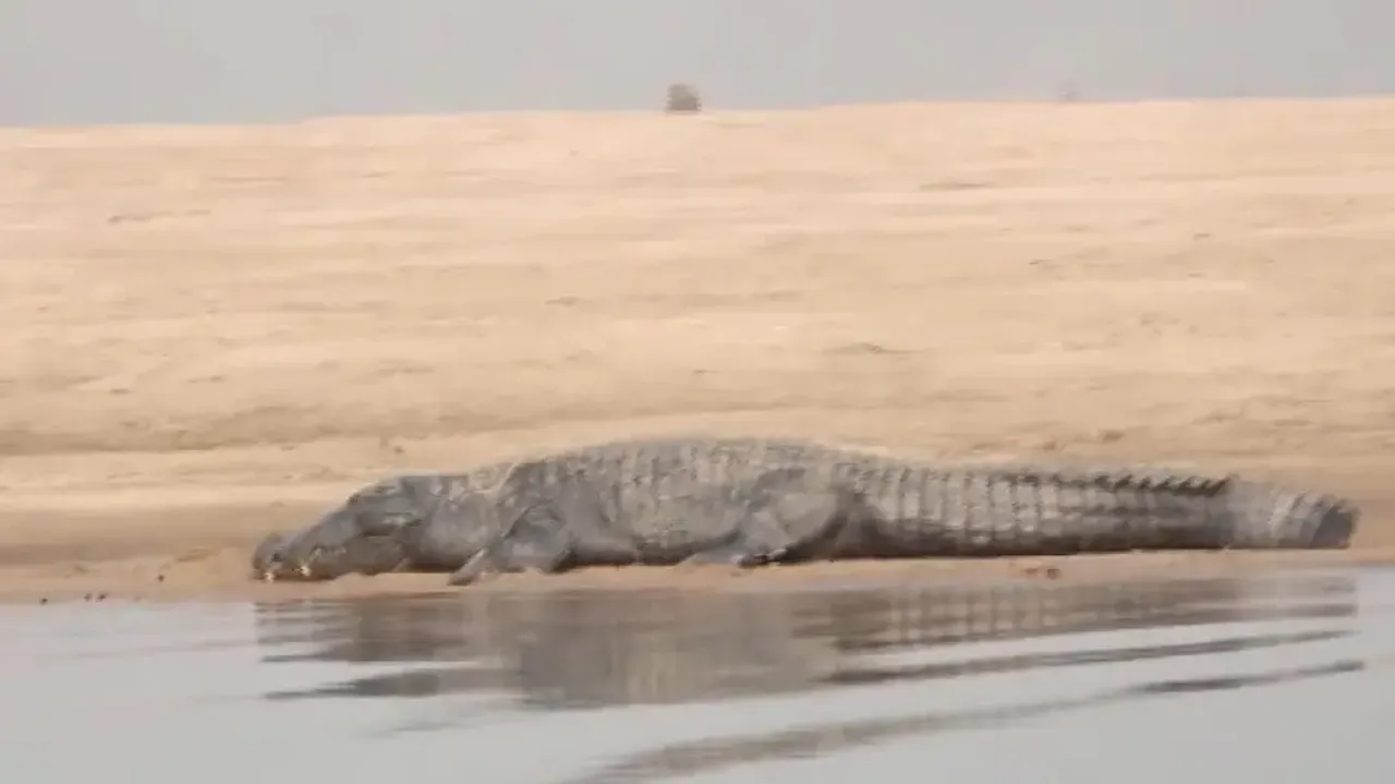 Crocodile population in Odisha’s Satkosia and Bhitarkanika increases