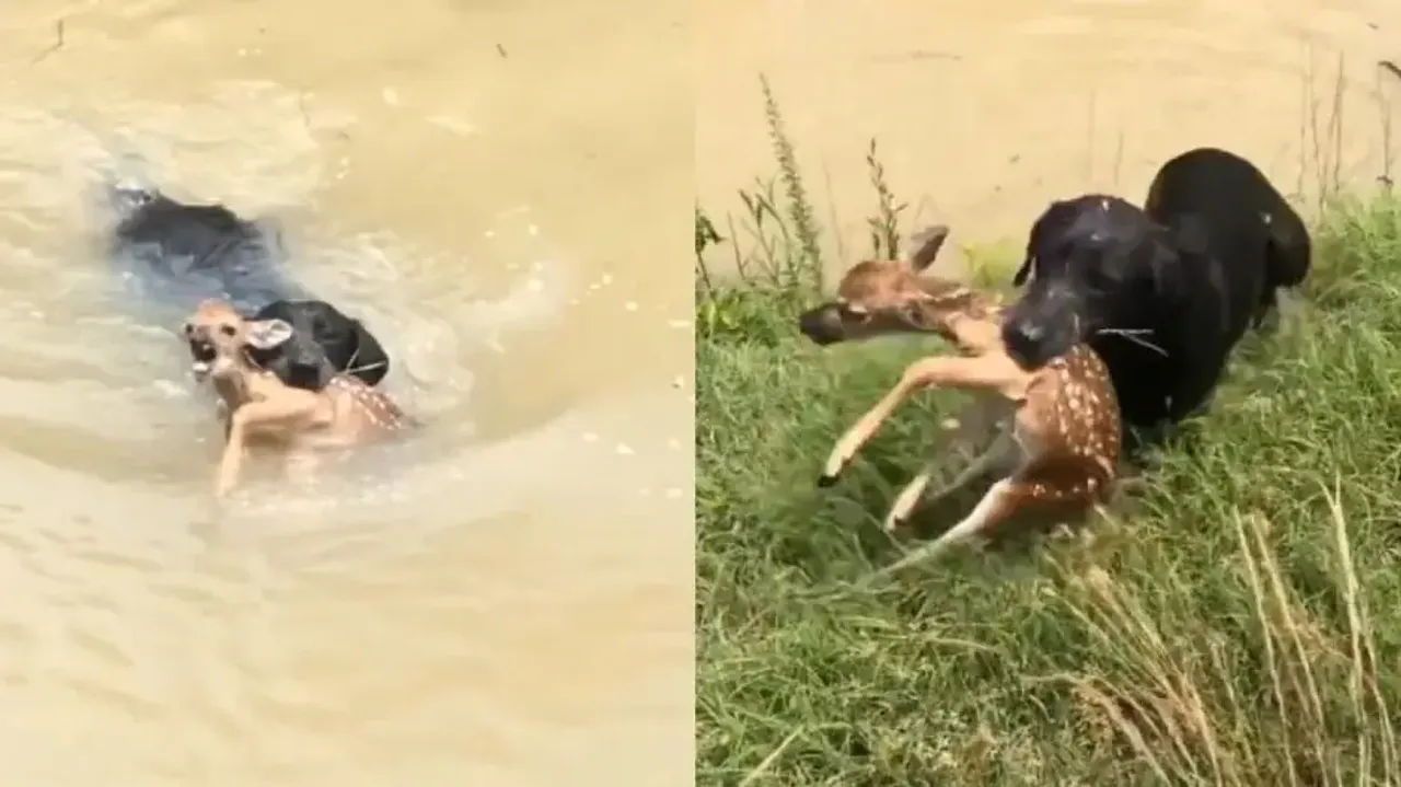 Dog turns saviour for fawn; watch pawsome rescue mission