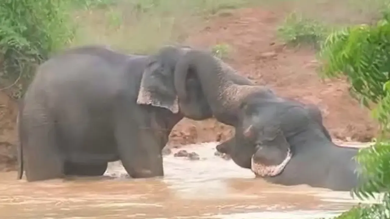 Chandaka Wildlife Sanctuary