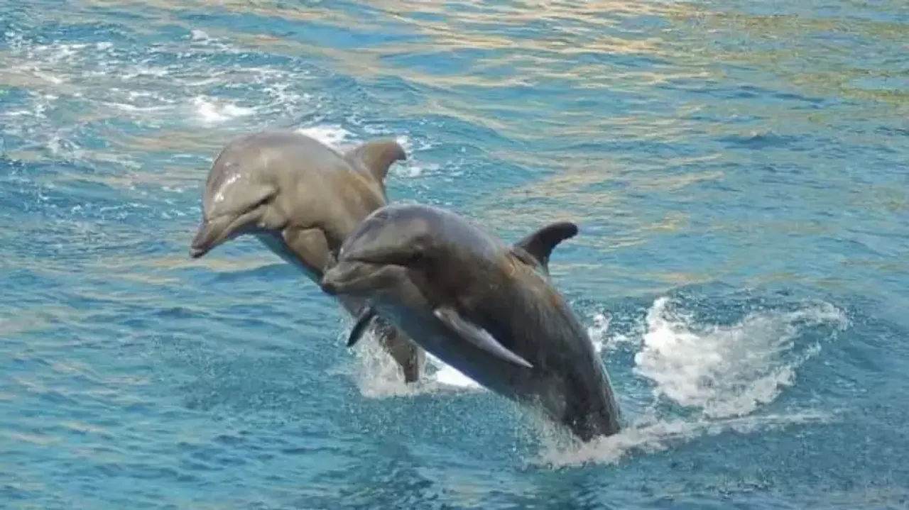 Dolphin census underway in Chilika Lake and Gahirmatha Marine Sanctuary