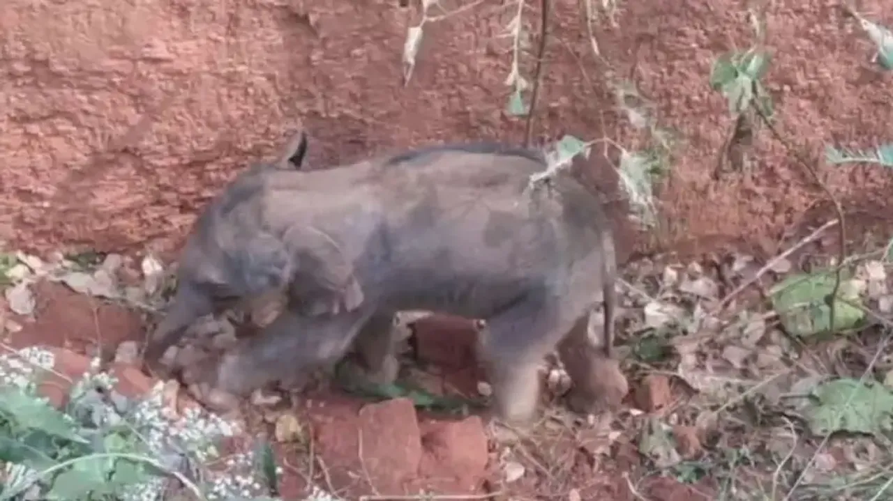 Elephant, calf fall into trench in Odisha's Dhenkanal, rescued 