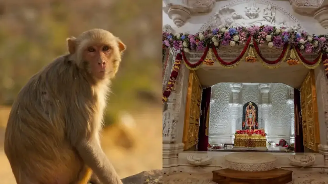 Monkey enters sanctum sanctorum of Ayodhya Ram Mandir