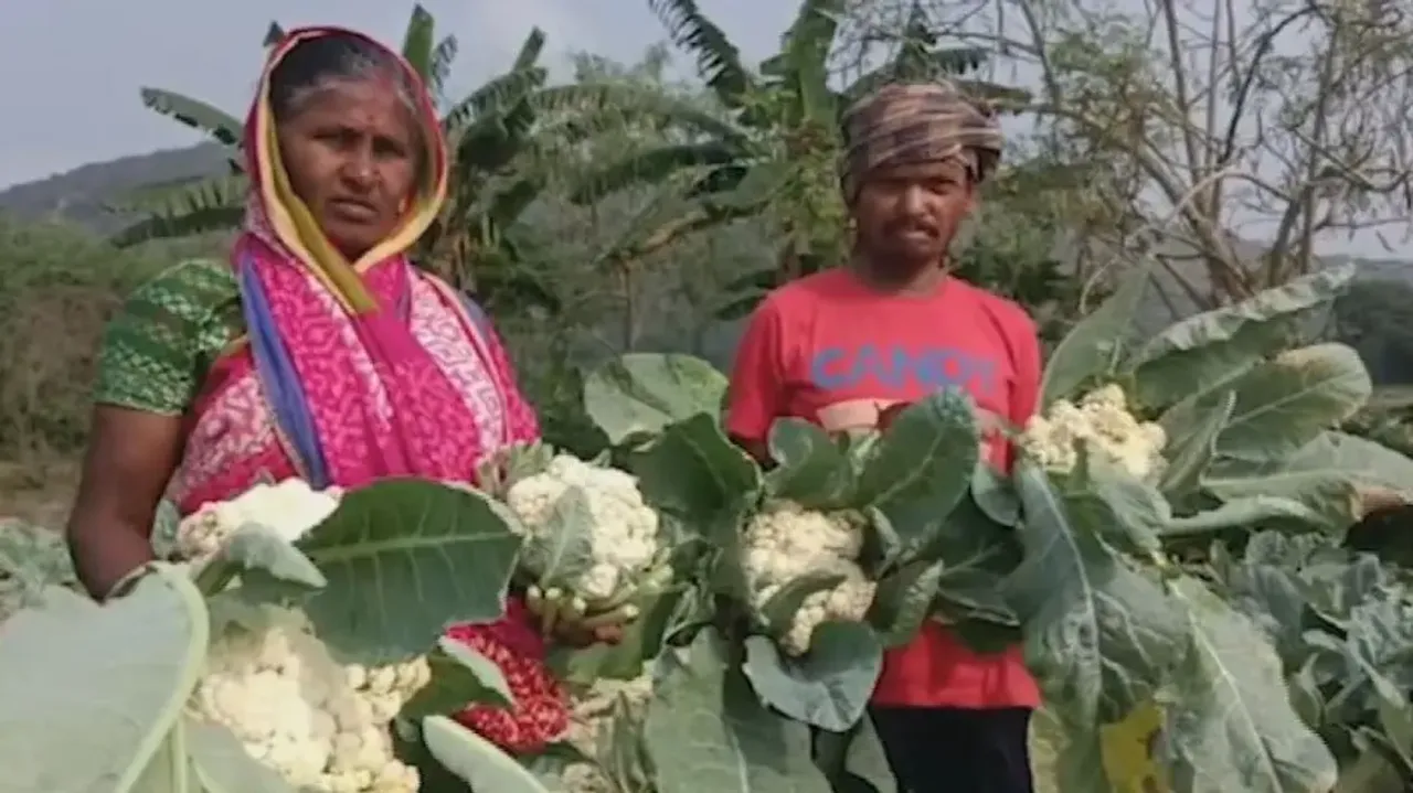 Distress sale of cabbage, cauliflowers hits Odisha farmers