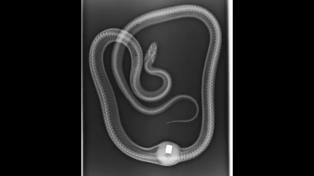 X-Ray Image Of Snake Which Swallowed Shift Knob 