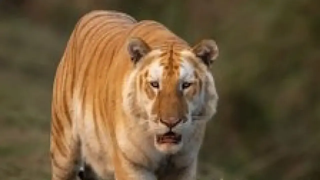 Rare golden tiger spotted strolling in Kaziranga National Park, watch stunning visuals