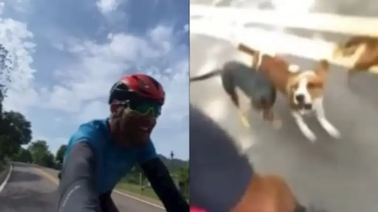 Watch: Man screams for life while cycling as dog squad starts chasing him; netizens react