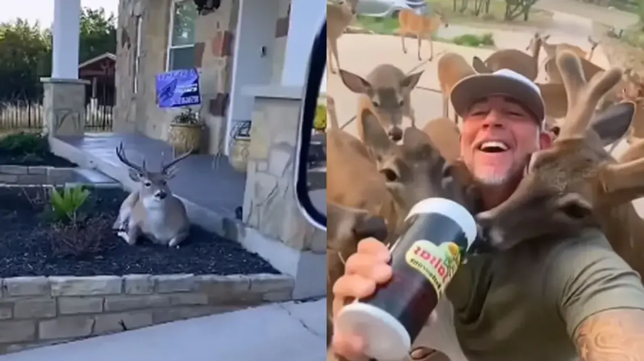 Man feeds deer every day, stag invites its herd for treat; watch heart-warming video