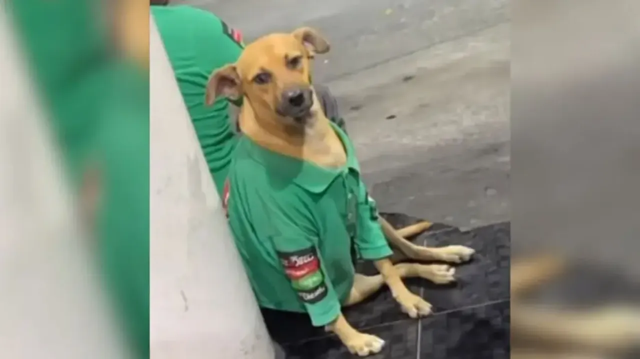 Street dog 'gets job' at fuel filling station! Watch