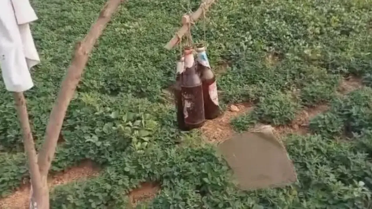 Odisha farmers’ come up with Desi hack to protect crops from wild animals