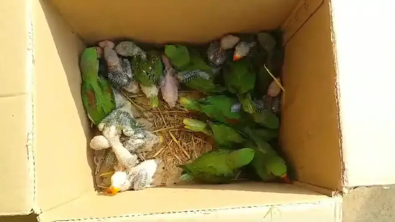 Parakeets Seized From Smugglers