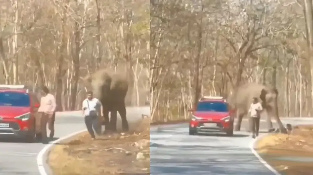 Elephant chases 'intruders' in forest, watch what jumbo does after man slips while running