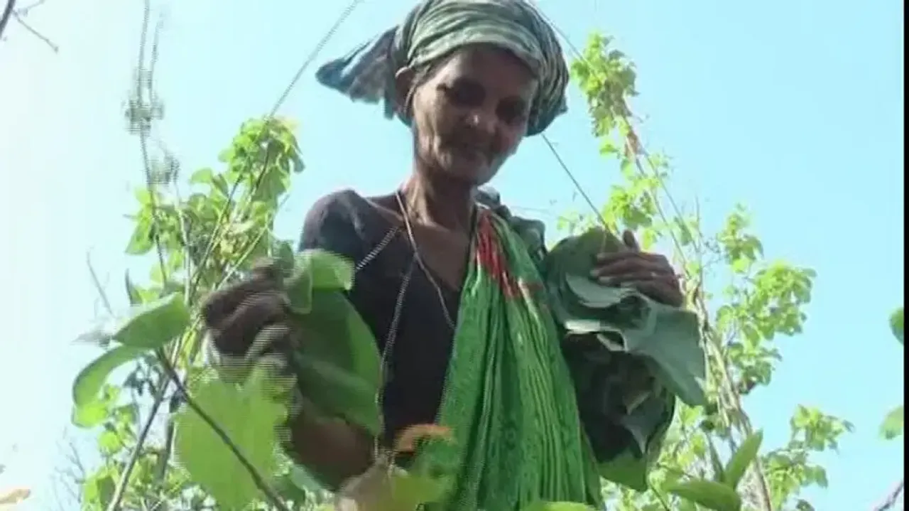 Odisha govt announces 50 per cent bonus for kendu leaf pluckers; BJP demands 100 per cent bonus 