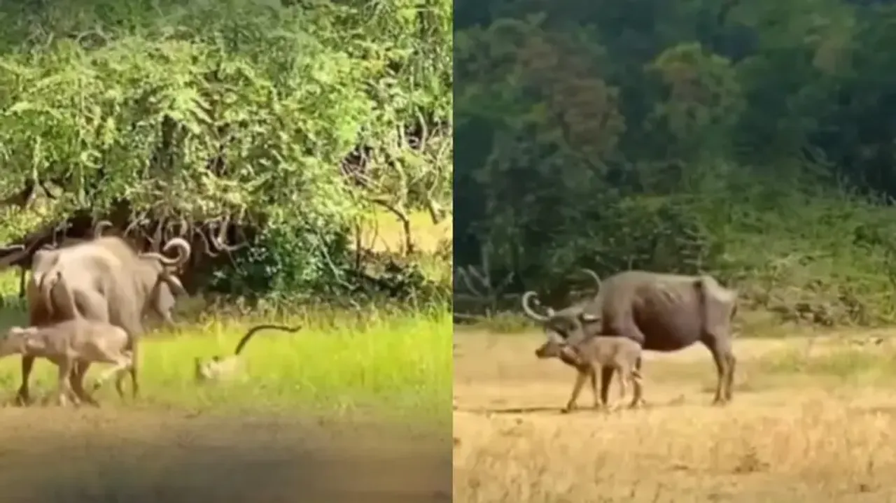 Mother buffalo defends calf from leopard