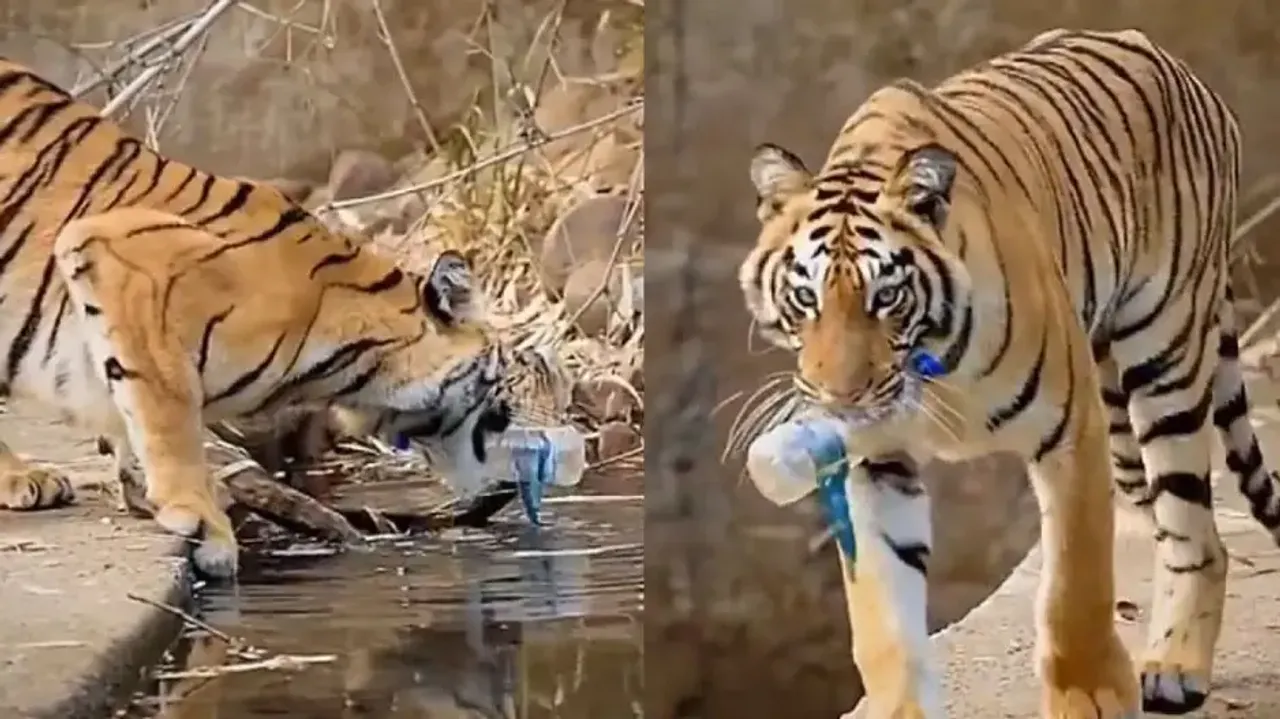 Royal Bengal Tiger gives 'loud and clear' message by cleaning plastic waste from water body; watch