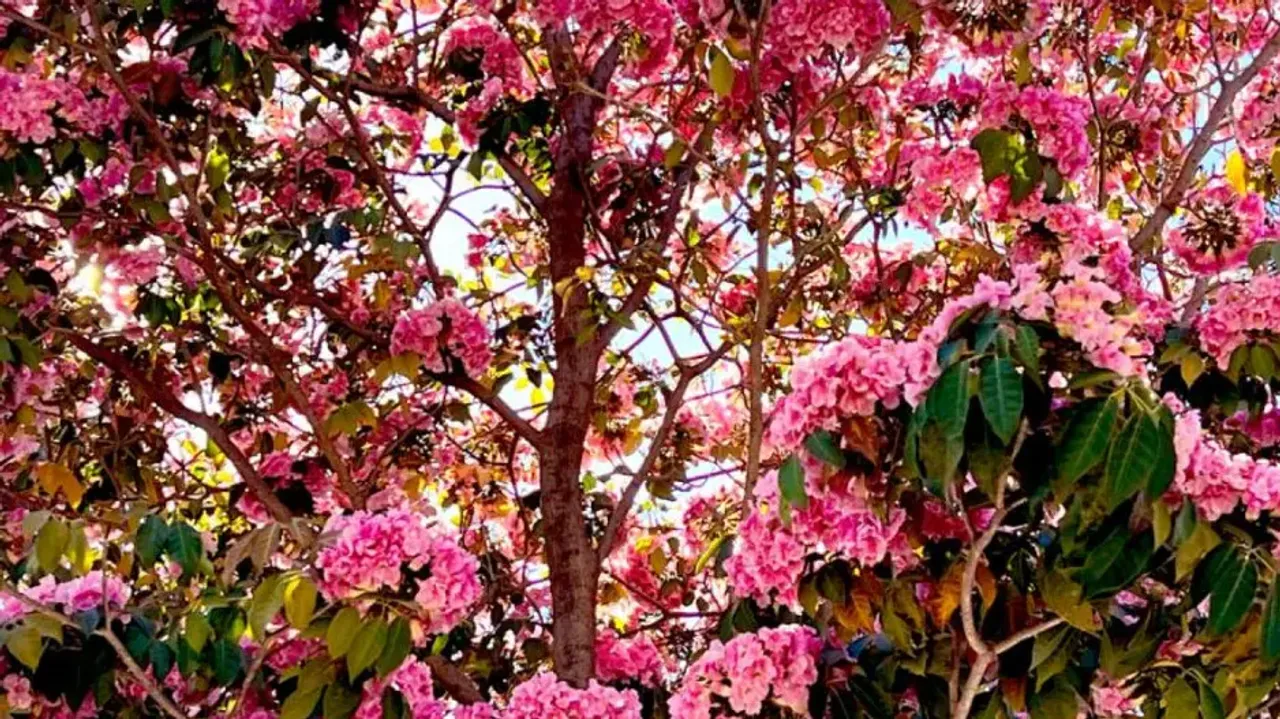 Bengaluru glows in hues of pink as cherry blossoms are in full bloom