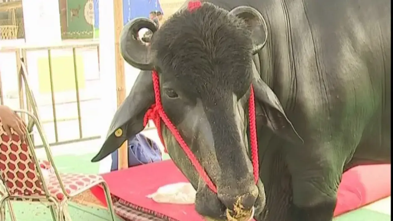 Buffalo bull Yuvraj all set to steal show in Bhubaneswar! 