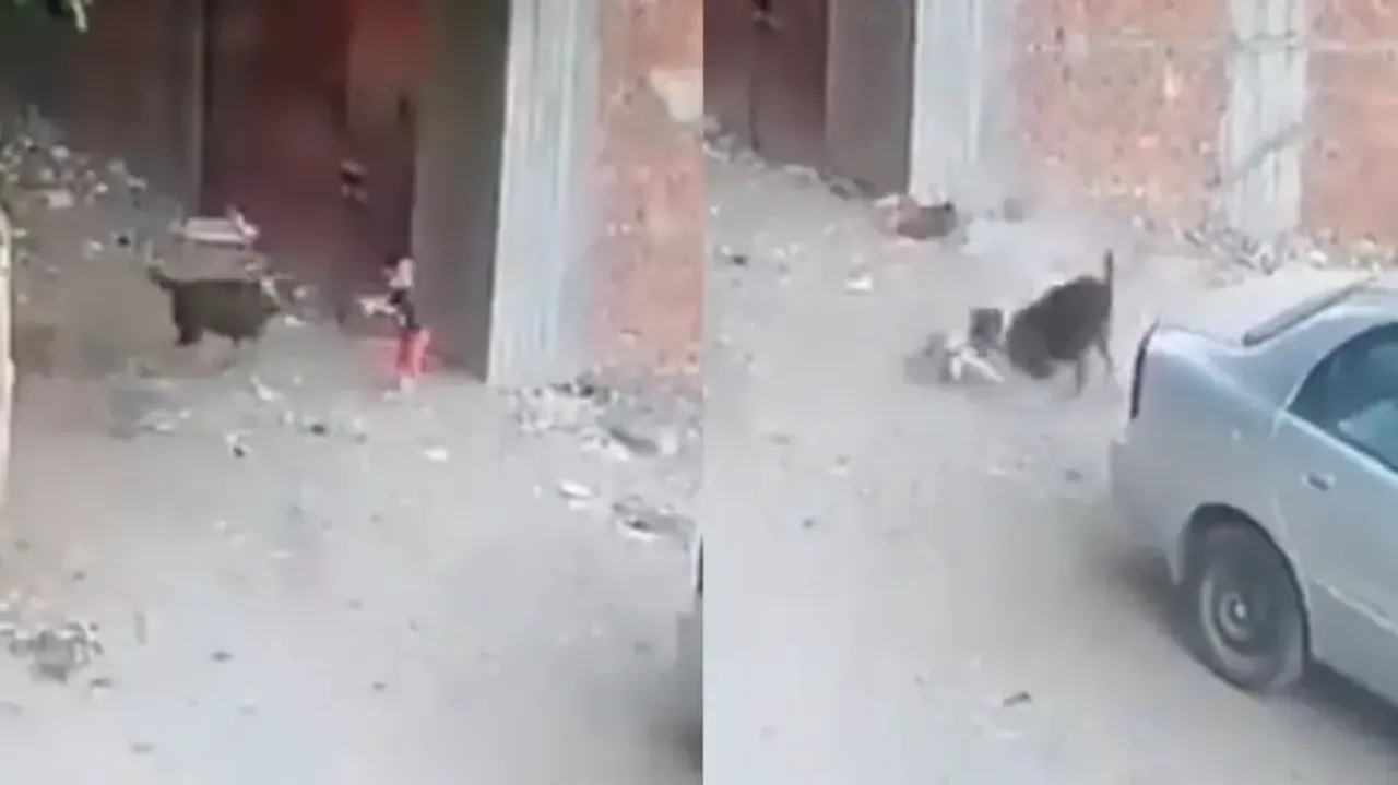 Cat saves kid from getting mauled by stray dog; watch