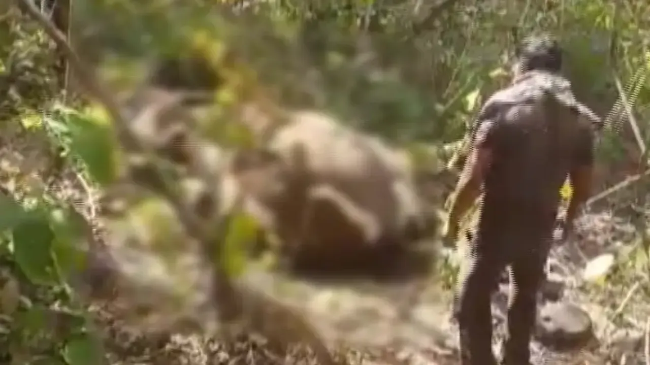 Tusker Found Dead In Odisha