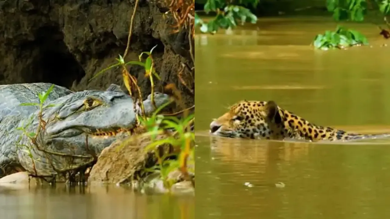 Jaguar Vs Crocodile: Watch who wins in water