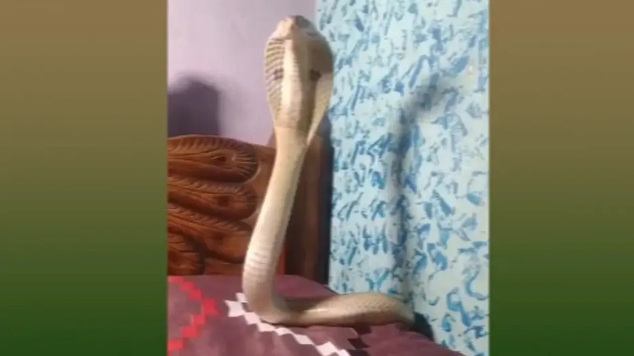 Deadly cobra on bed! Odisha family shocked to see snake in bedroom