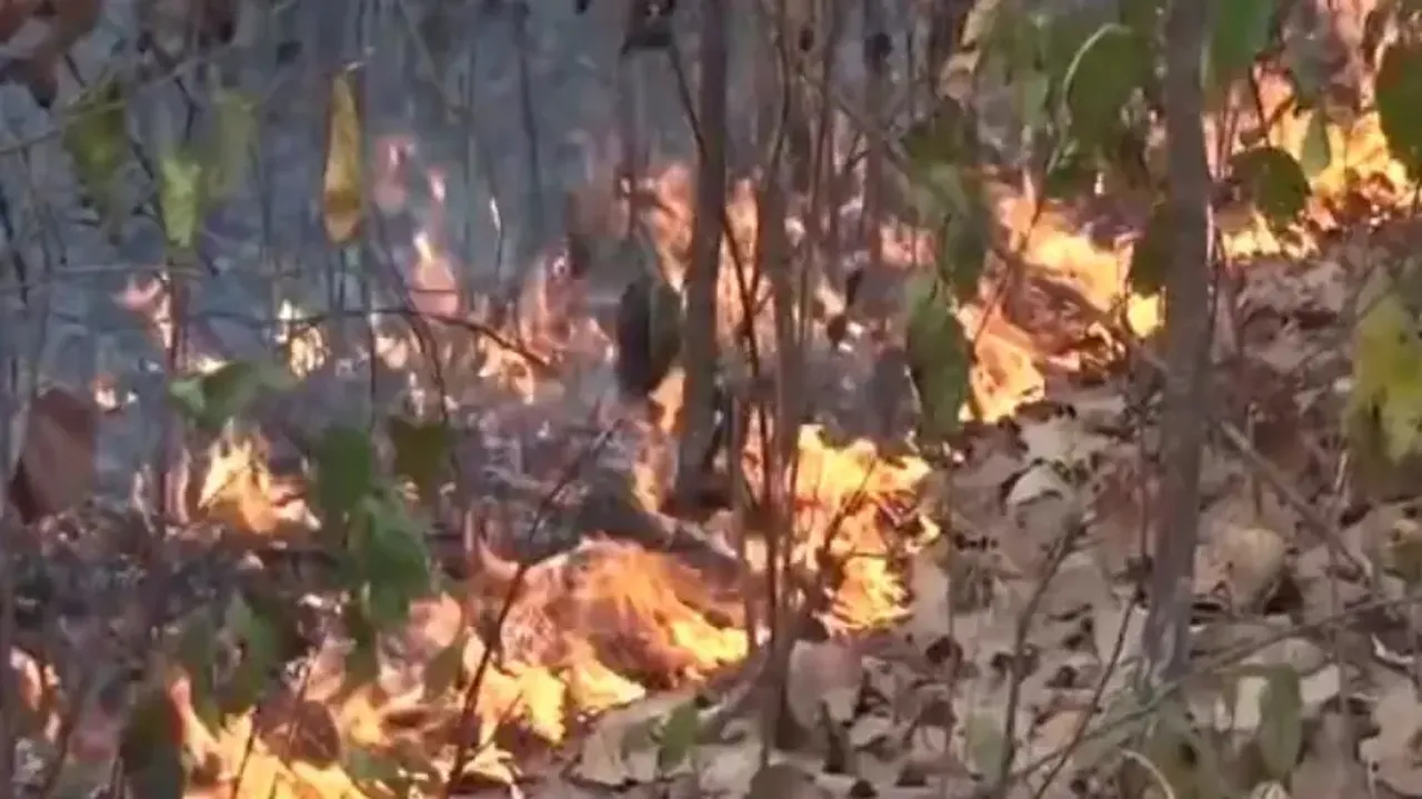 Forest Fire In odisha