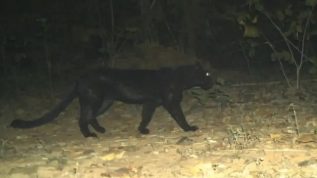 Black leopards surviving in Odisha: Official