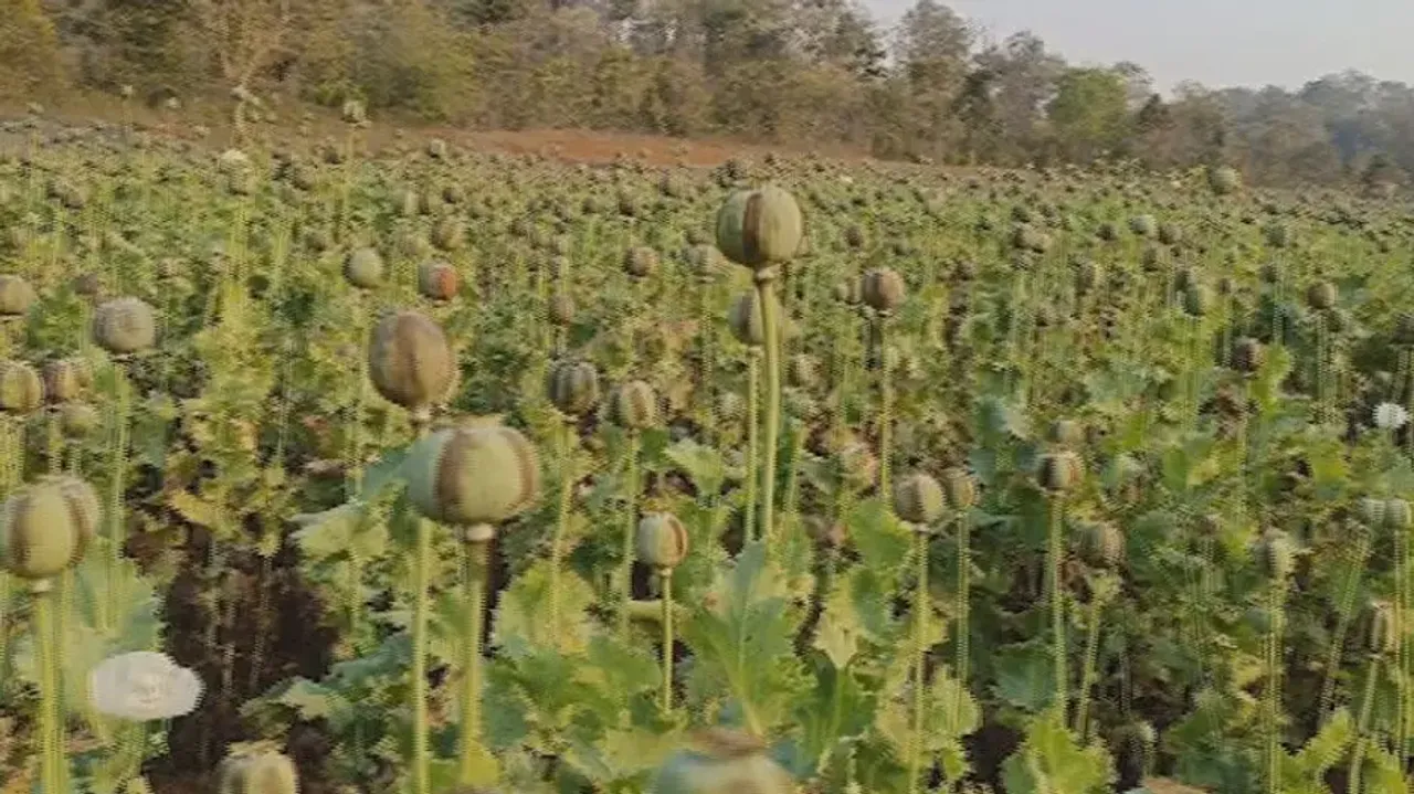 Opium mafia finding sanctuary in Odisha's Similipal?