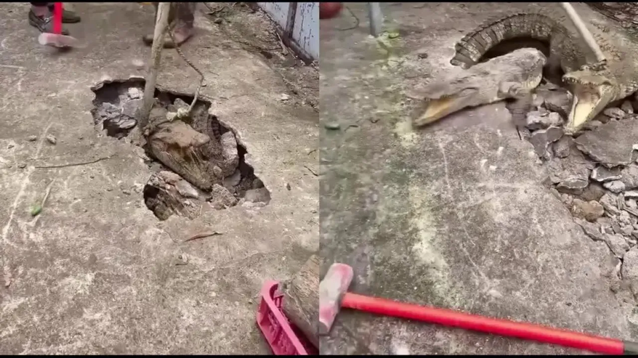 Crocodiles pop out of concrete footpath, netizens baffled how they survived; watch