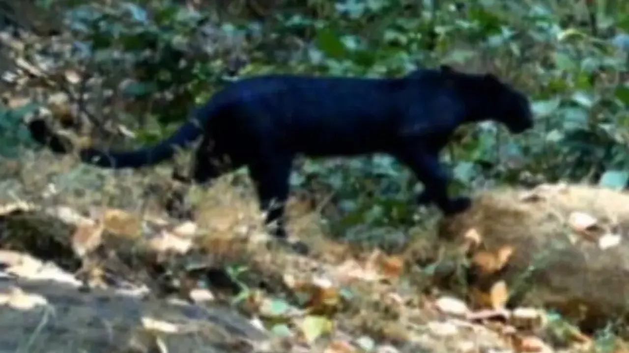 Black leopard in Odisha: Forest Dept confirms presence in Sundargarh