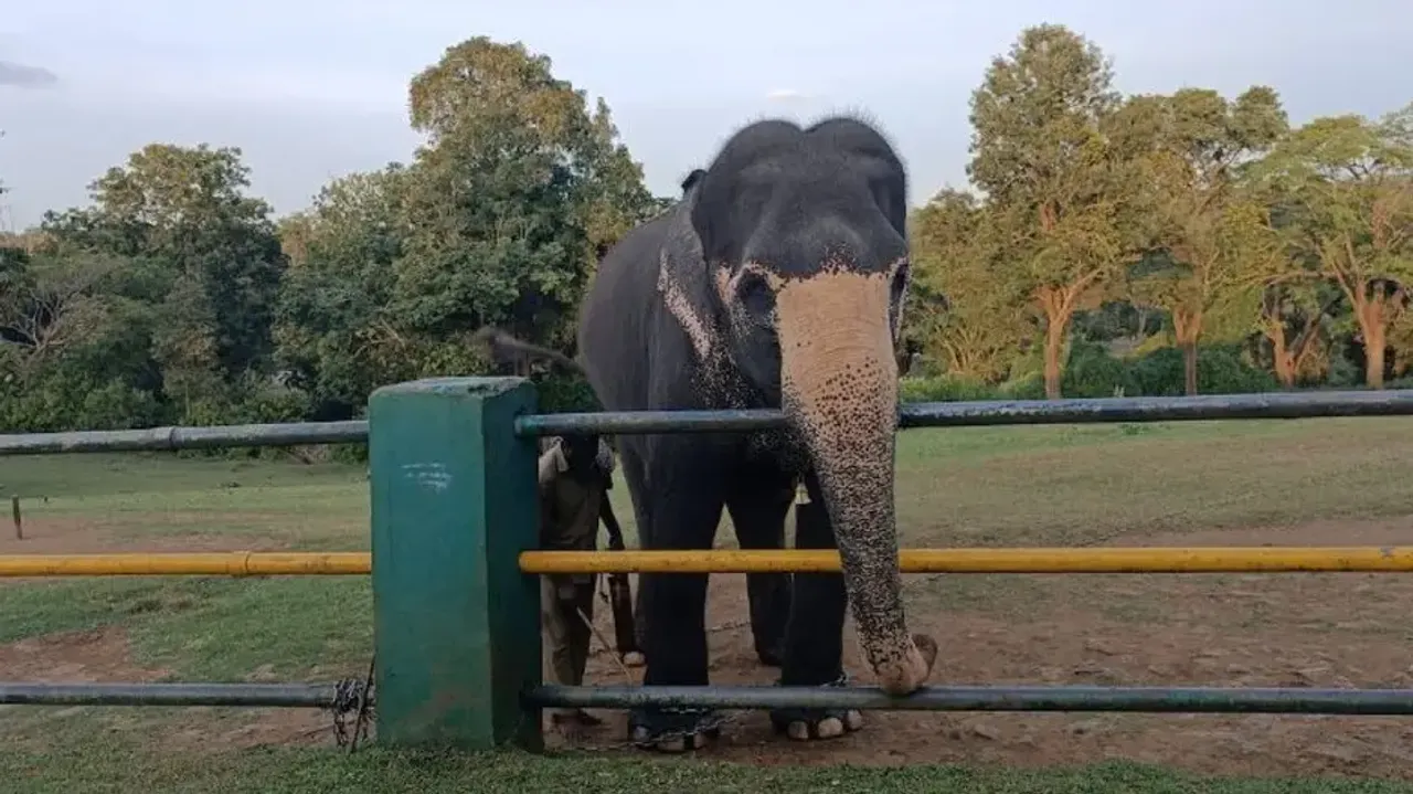 Video of IAS Supriya Sahu spending time with elephants wins hearts online – Watch